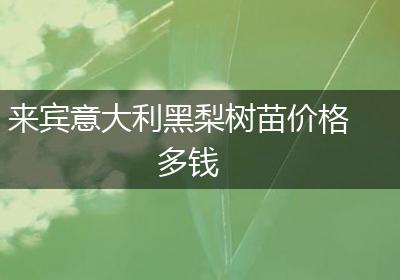 来宾意大利黑梨树苗价格多钱