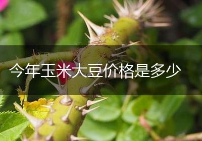 今年玉米大豆价格是多少