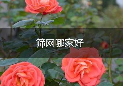 筛网哪家好