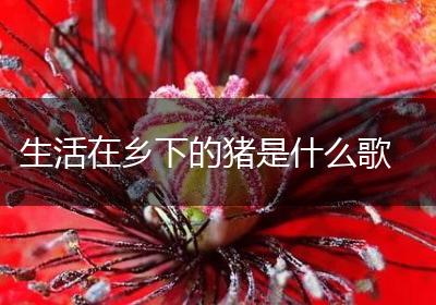 生活在乡下的猪是什么歌