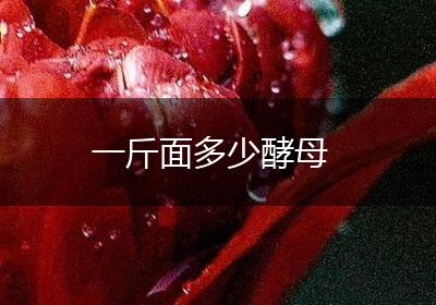一斤面多少酵母