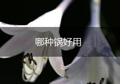 哪种锅好用