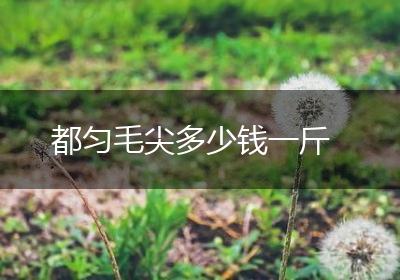 都匀毛尖多少钱一斤
