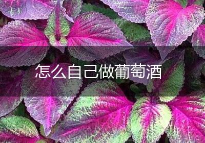怎么自己做葡萄酒