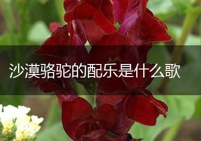 沙漠骆驼的配乐是什么歌
