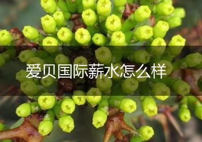 爱贝国际薪水怎么样