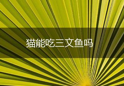 猫能吃三文鱼吗