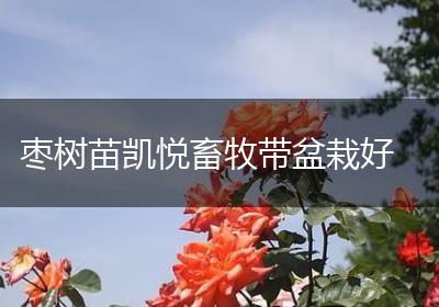 枣树苗凯悦畜牧带盆栽好