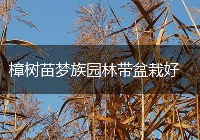 樟树苗梦族园林带盆栽好