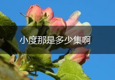 小度那是多少集啊