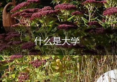 什么是大学