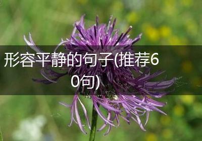 形容平静的句子(推荐60句)