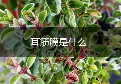 耳筋膜是什么
