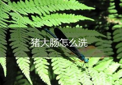 猪大肠怎么洗