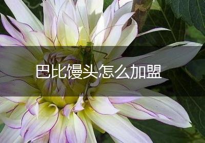 巴比馒头怎么加盟