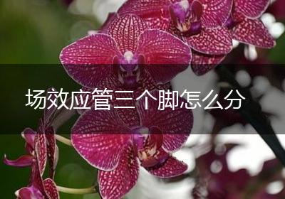 场效应管三个脚怎么分