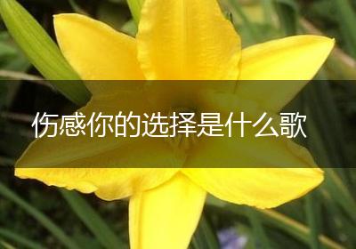 伤感你的选择是什么歌