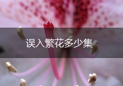 误入繁花多少集