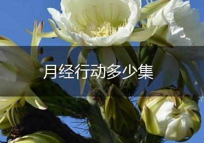月经行动多少集