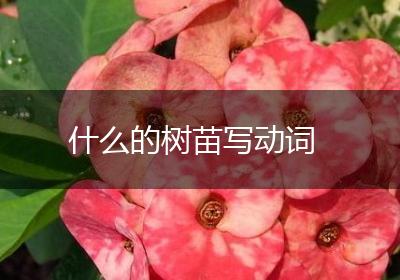 什么的树苗写动词