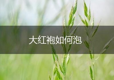 大红袍如何泡
