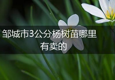 邹城市3公分杨树苗哪里有卖的