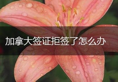 加拿大签证拒签了怎么办