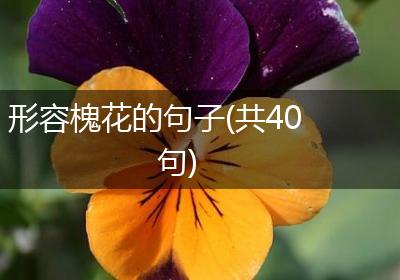 形容槐花的句子(共40句)