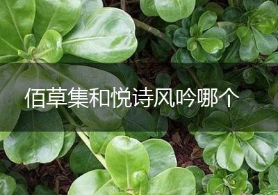佰草集和悦诗风吟哪个