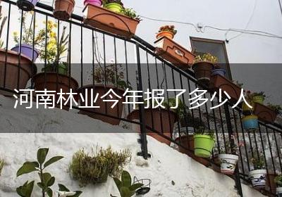 河南林业今年报了多少人