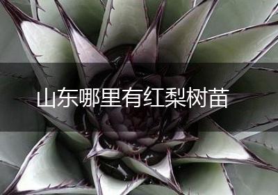 山东哪里有红梨树苗