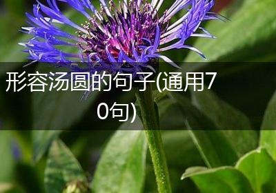 形容汤圆的句子(通用70句)