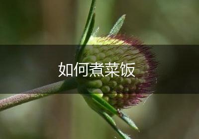 如何煮菜饭