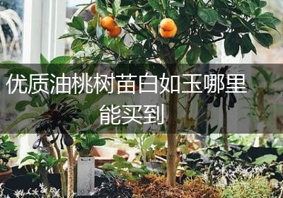 优质油桃树苗白如玉哪里能买到
