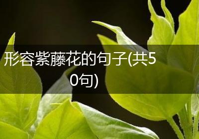 形容紫藤花的句子(共50句)
