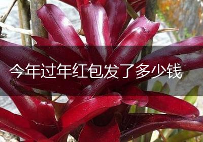 今年过年红包发了多少钱