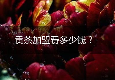 贡茶加盟费多少钱？