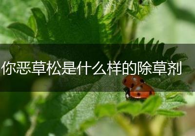 你恶草松是什么样的除草剂