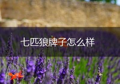 七匹狼牌子怎么样