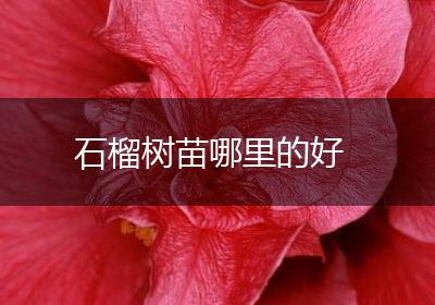 石榴树苗哪里的好