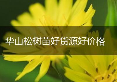 华山松树苗好货源好价格
