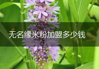 无名缘米粉加盟多少钱