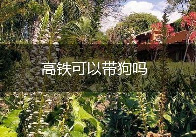 高铁可以带狗吗