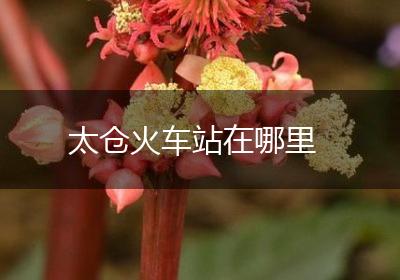 太仓火车站在哪里