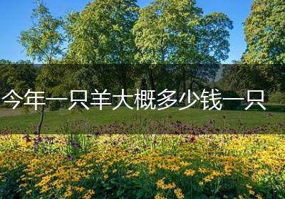 今年一只羊大概多少钱一只