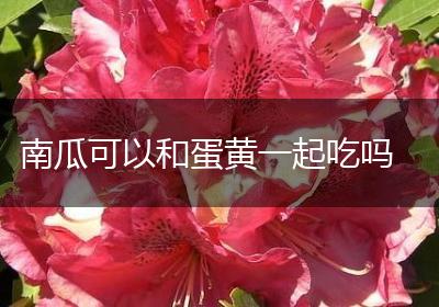 南瓜可以和蛋黄一起吃吗