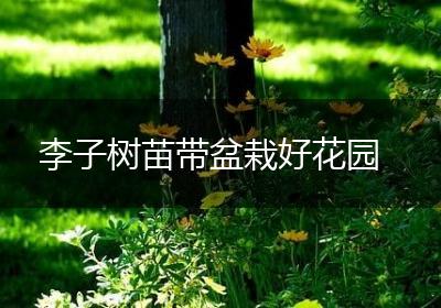 李子树苗带盆栽好花园