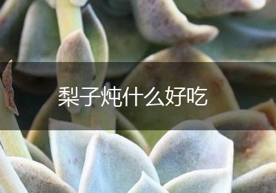 梨子炖什么好吃