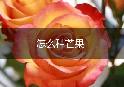 怎么种芒果