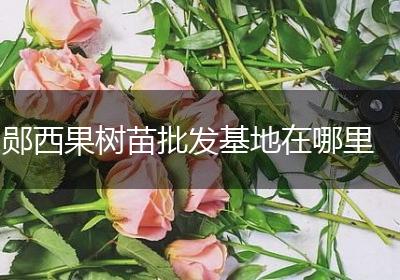 郧西果树苗批发基地在哪里
